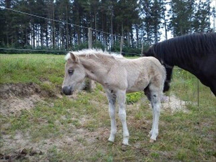Islænder Djarfur fra Egelyst billede 14