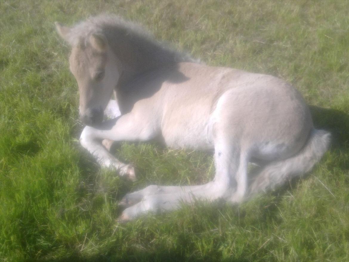 Islænder Djarfur fra Egelyst billede 15