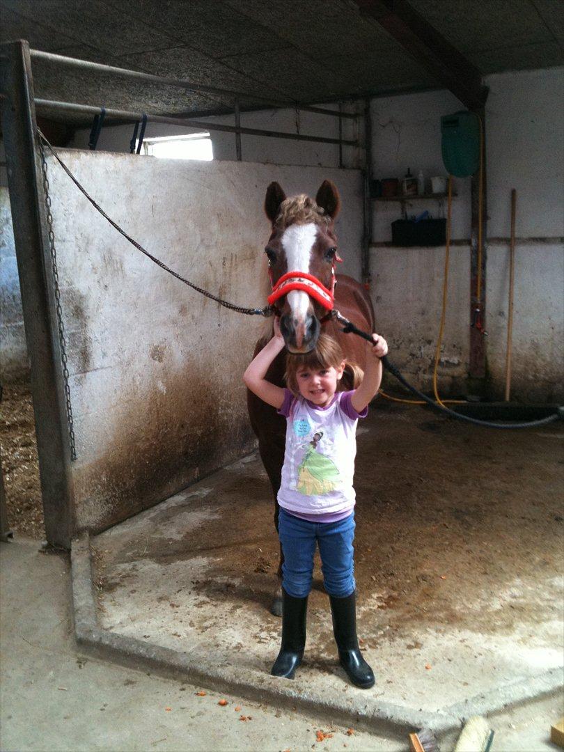 Anden særlig race Dixie ( solgt ) billede 2