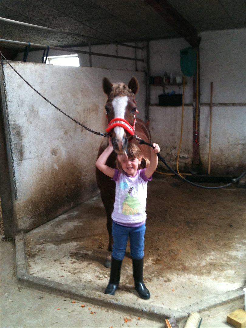 Anden særlig race Dixie ( solgt ) billede 3