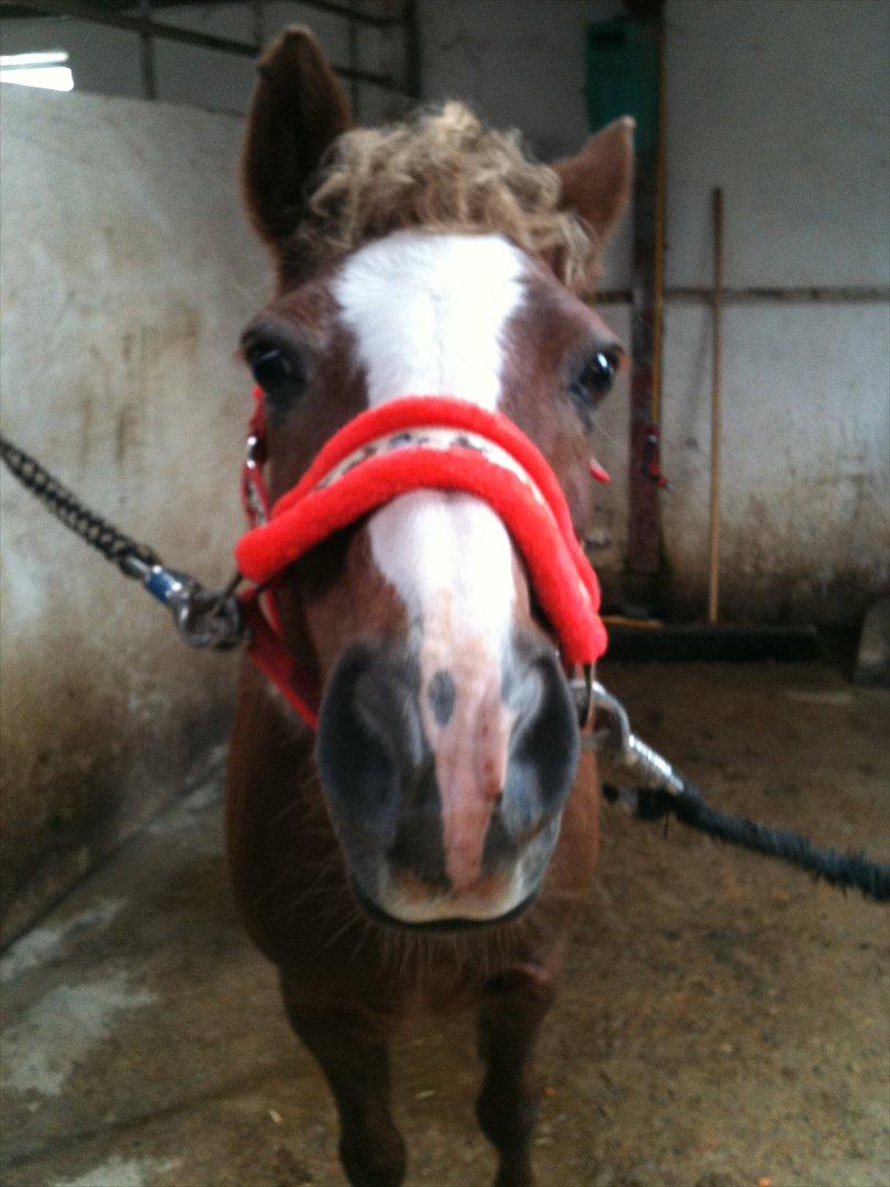 Anden særlig race Dixie ( solgt ) billede 4