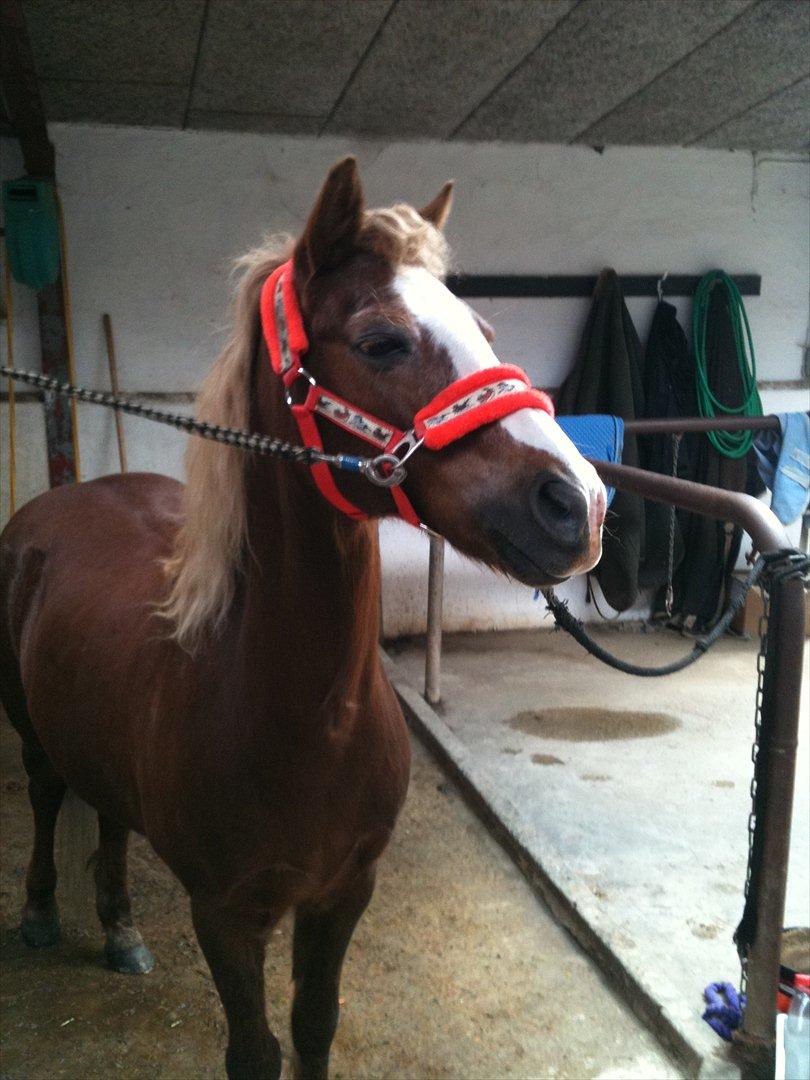 Anden særlig race Dixie ( solgt ) billede 5