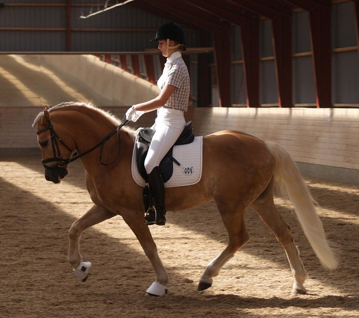 Haflinger STACHUS - Opvarmning til LA2 :) 7 august 2011
Som blev til 66,90 % og en første plads :D Fotograf: Min mor billede 13