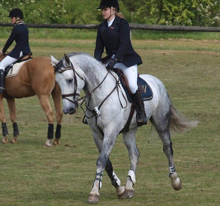 Holstener Claudius (Dunkel)  - Han er bare så fin! <3  billede 20
