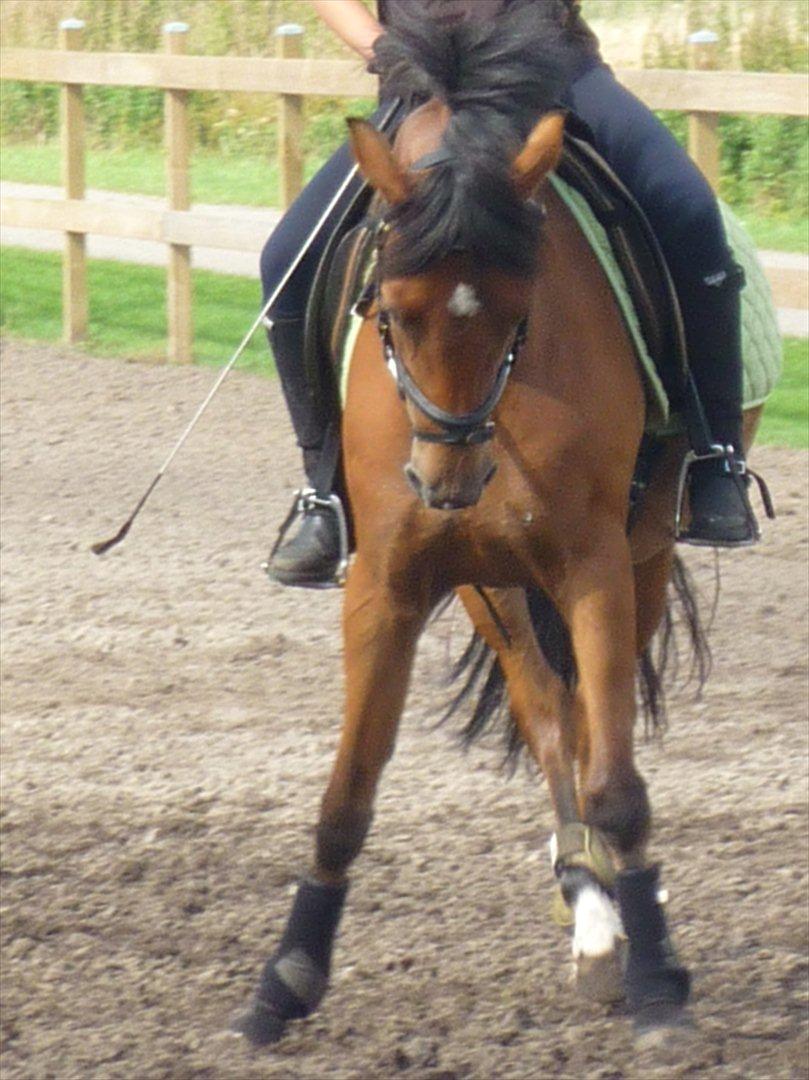 Tysk Sportspony Cyveria(Amy) billede 1