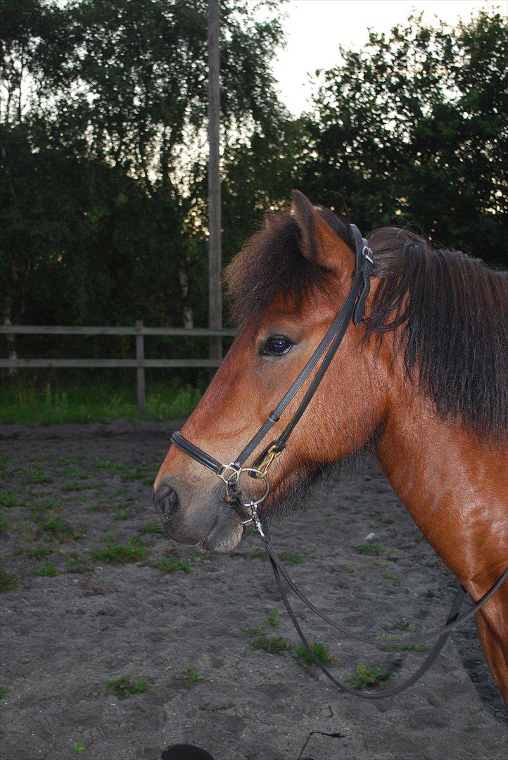 Islænder Kjarni Fra Damgården - Kjarni fra damgården!<3 billede 14