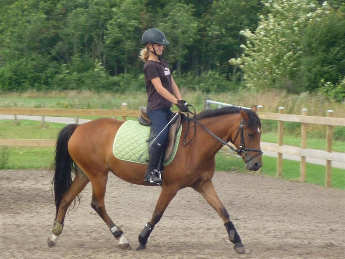 Tysk Sportspony Cyveria(Amy) billede 2