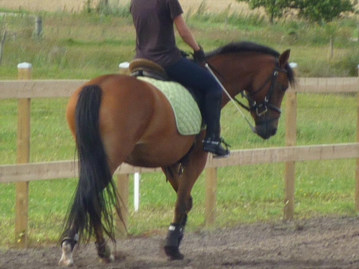 Tysk Sportspony Cyveria(Amy) billede 3