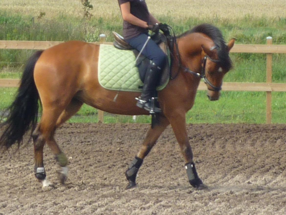 Tysk Sportspony Cyveria(Amy) billede 4