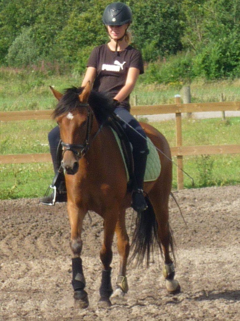 Tysk Sportspony Cyveria(Amy) billede 5