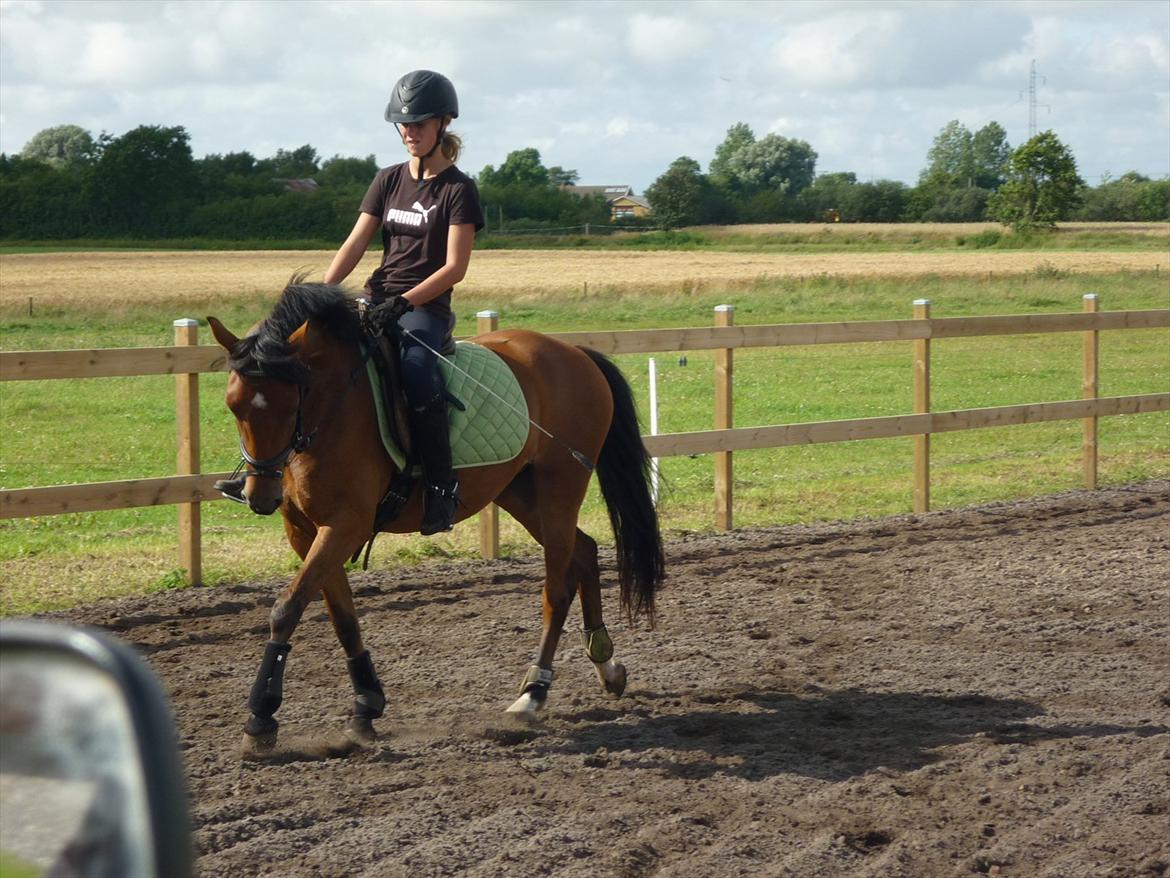 Tysk Sportspony Cyveria(Amy) billede 6