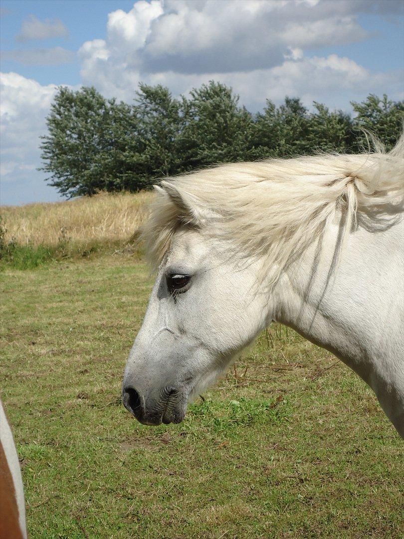 Anden særlig race Sissi <3 Solgt Altid elsket og savnet <3 - på sommergræs<3 billede 11