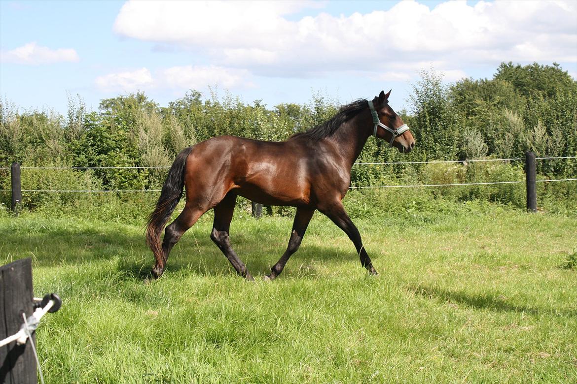 Dansk Varmblod Grangårdens Neptun (SOLGT) - Neptun 2 år billede 6