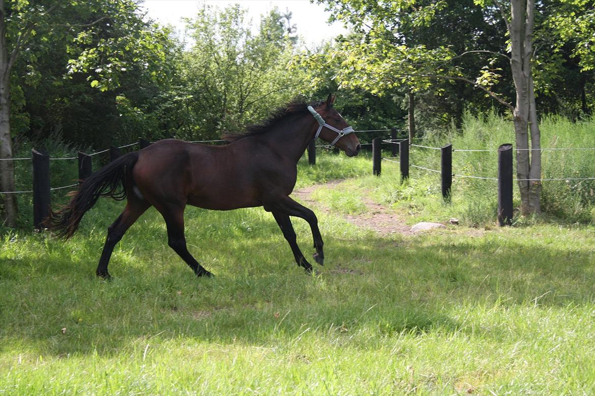 Dansk Varmblod Grangårdens Neptun (SOLGT) billede 14