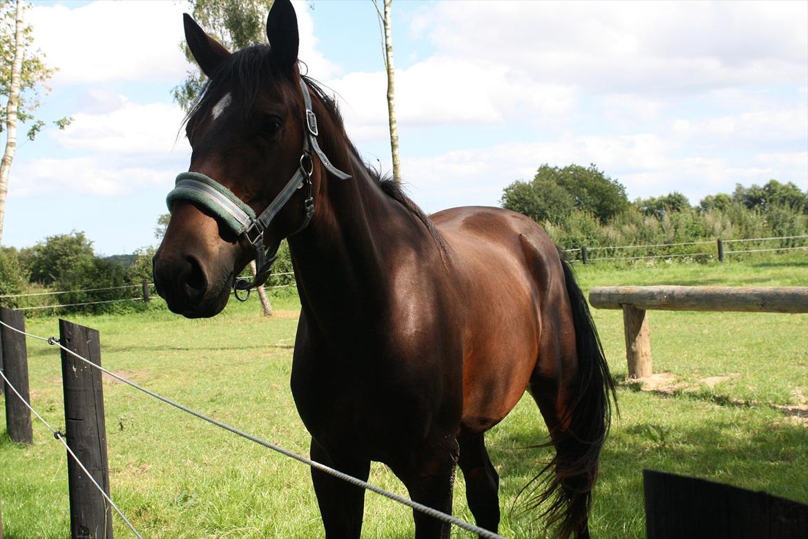 Dansk Varmblod Grangårdens Neptun (SOLGT) billede 15