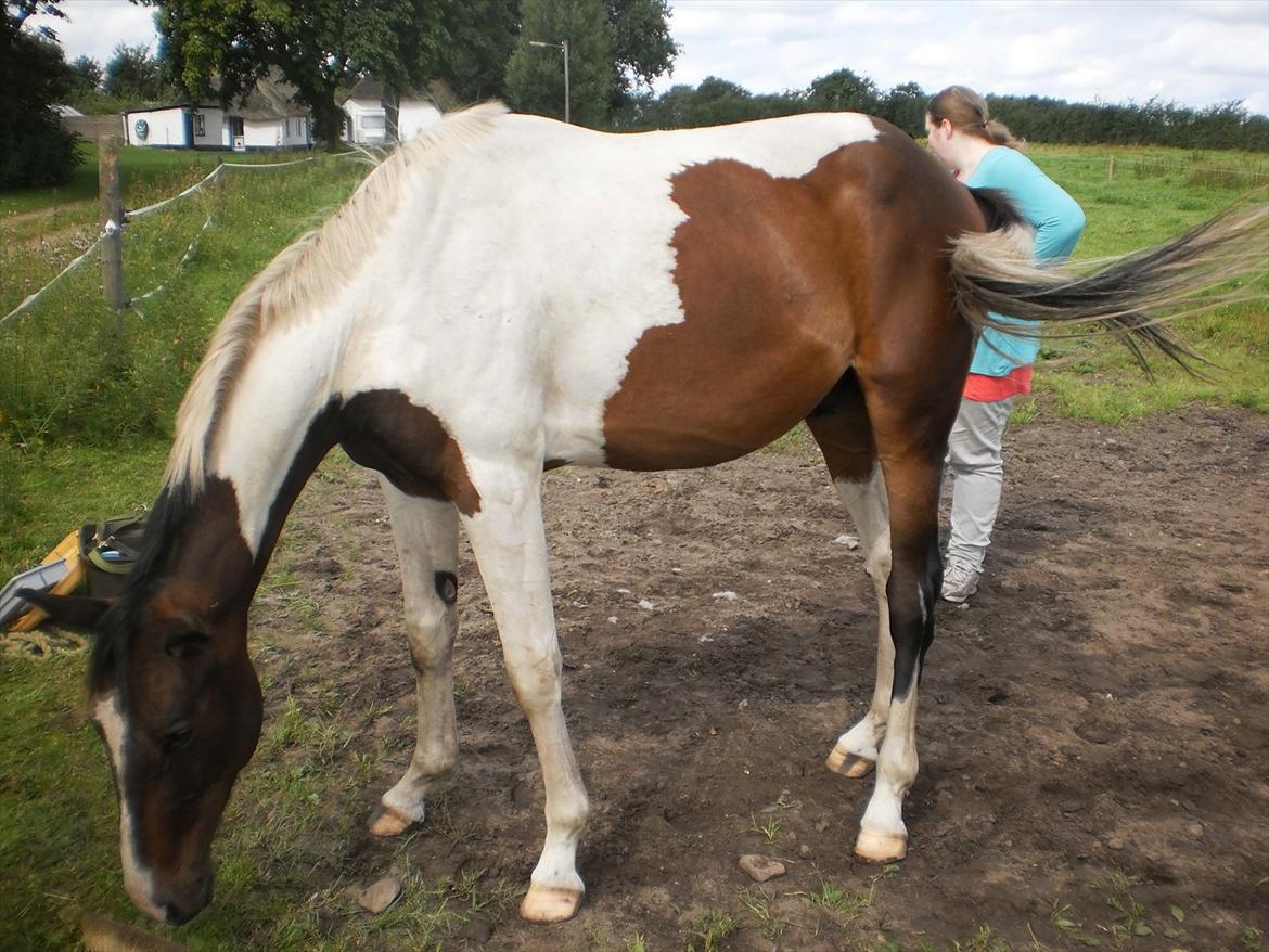 Pinto Milton billede 6