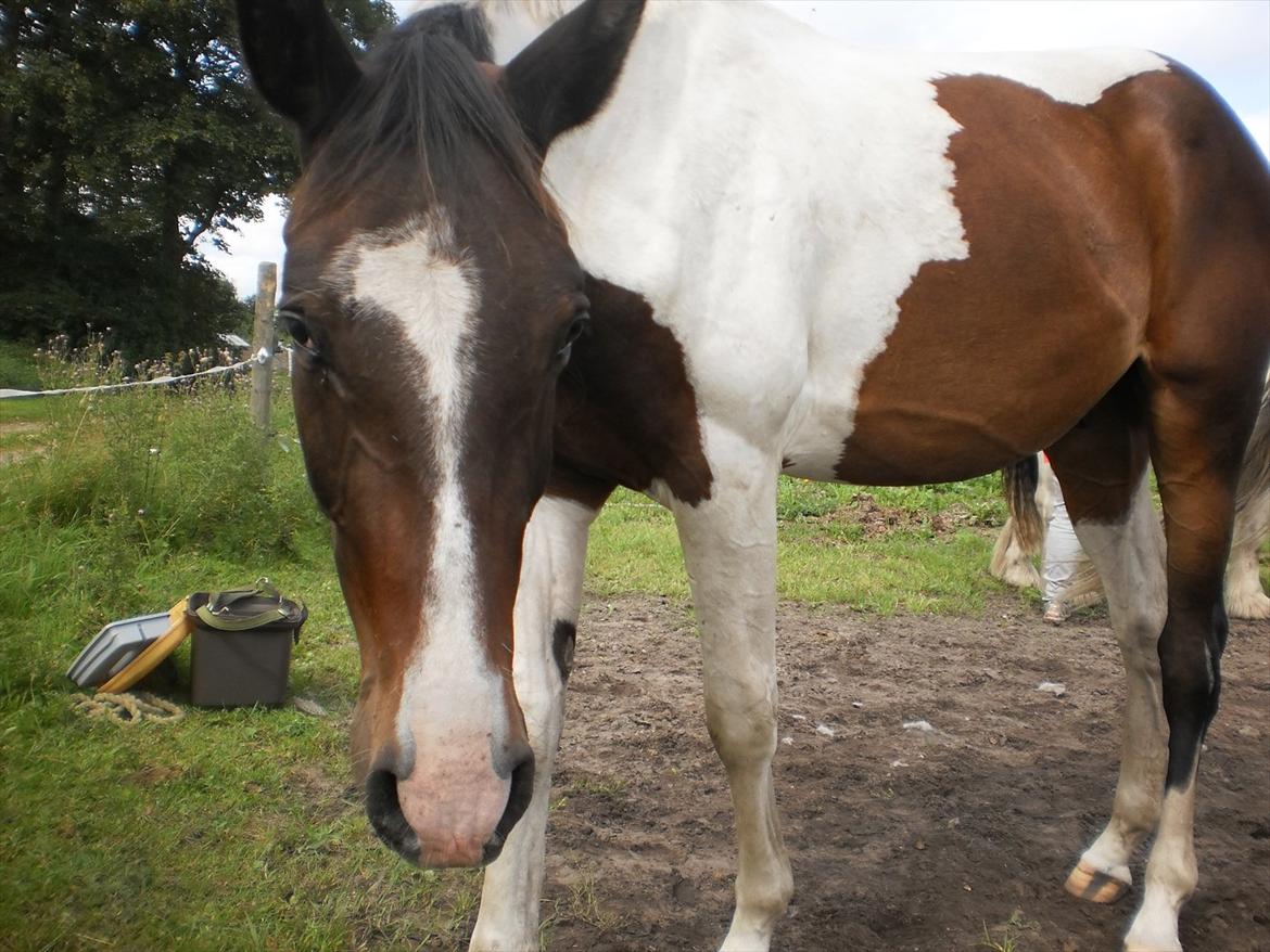 Pinto Milton billede 7