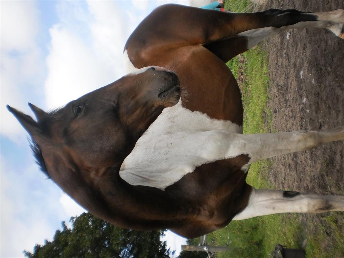 Pinto Milton billede 8