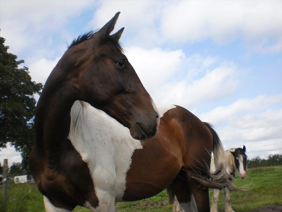 Pinto Milton billede 9