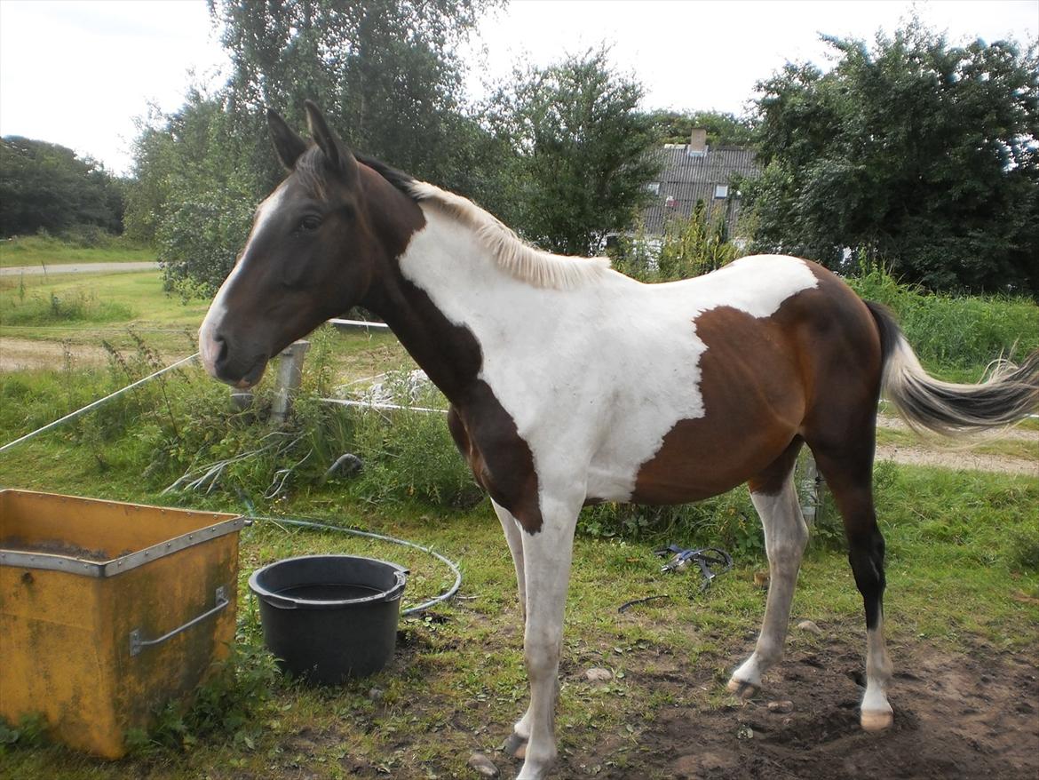 Pinto Milton billede 10