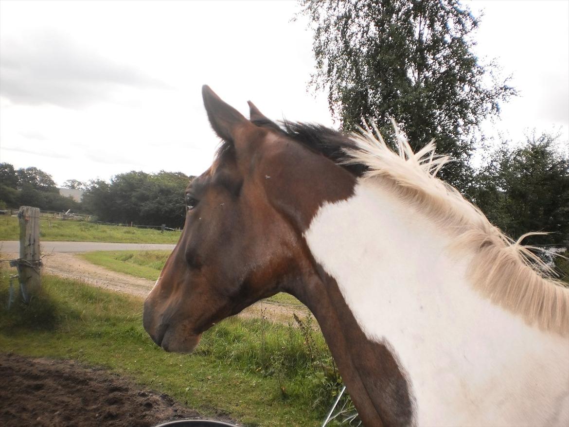 Pinto Milton billede 11