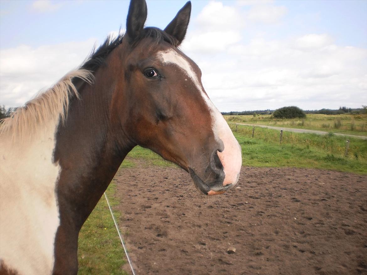 Pinto Milton billede 12