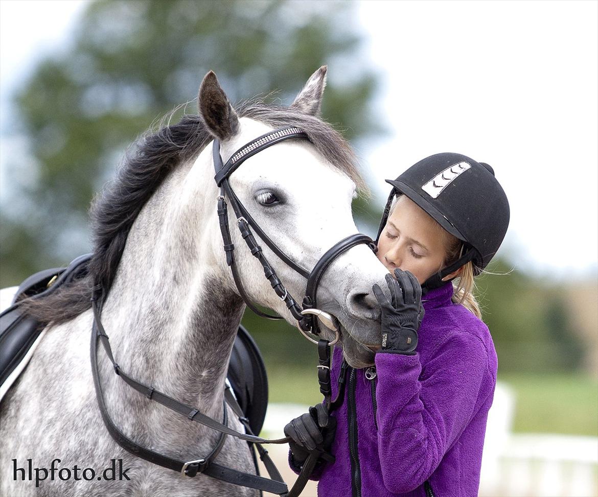 Welsh Pony (sec B) Vongkærgårds Annabell - Møøsh!  billede 14