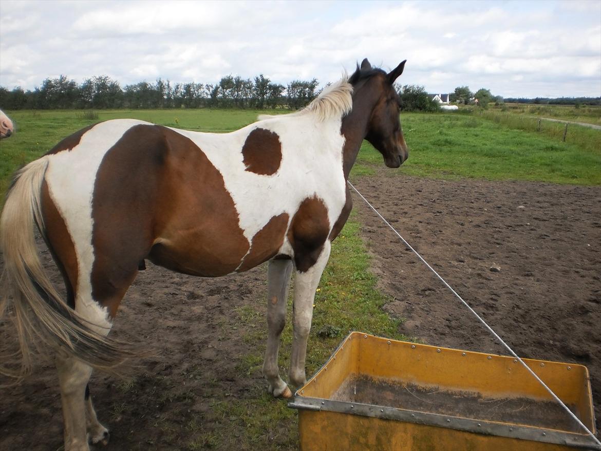 Pinto Milton billede 13