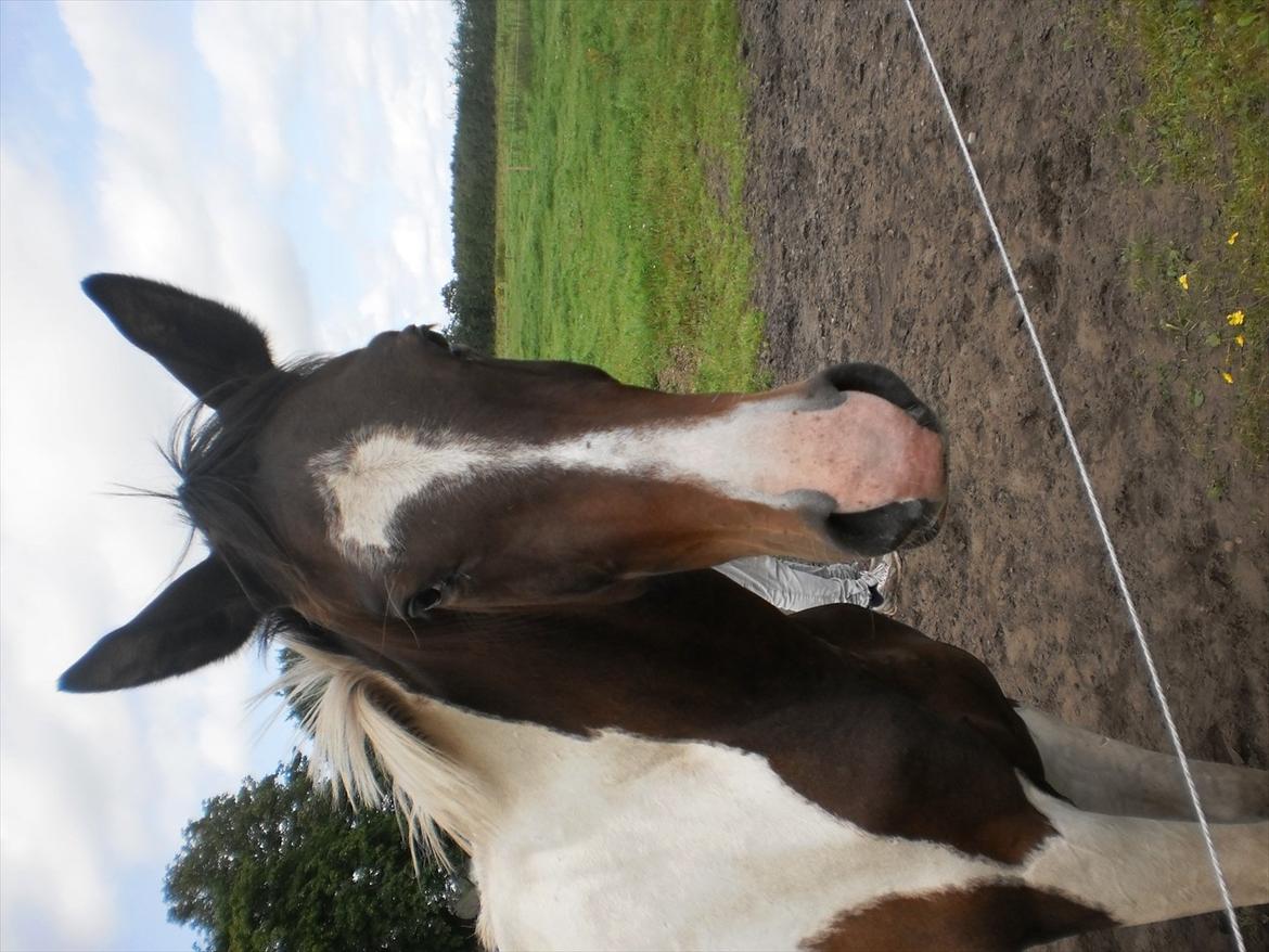 Pinto Milton billede 14