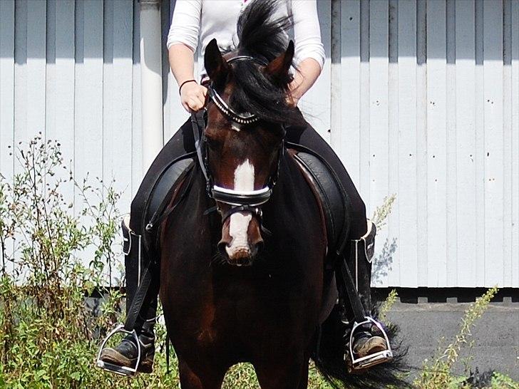 Anden særlig race Kløvermarkens Totti billede 8