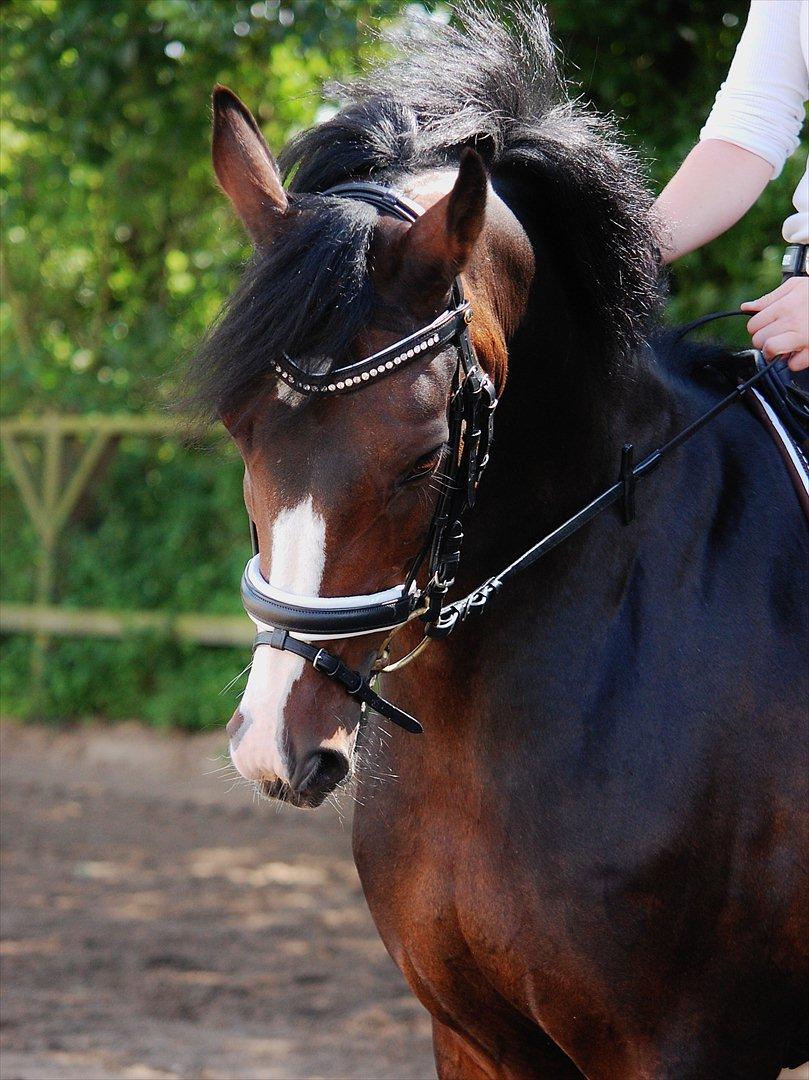 Anden særlig race Kløvermarkens Totti billede 10
