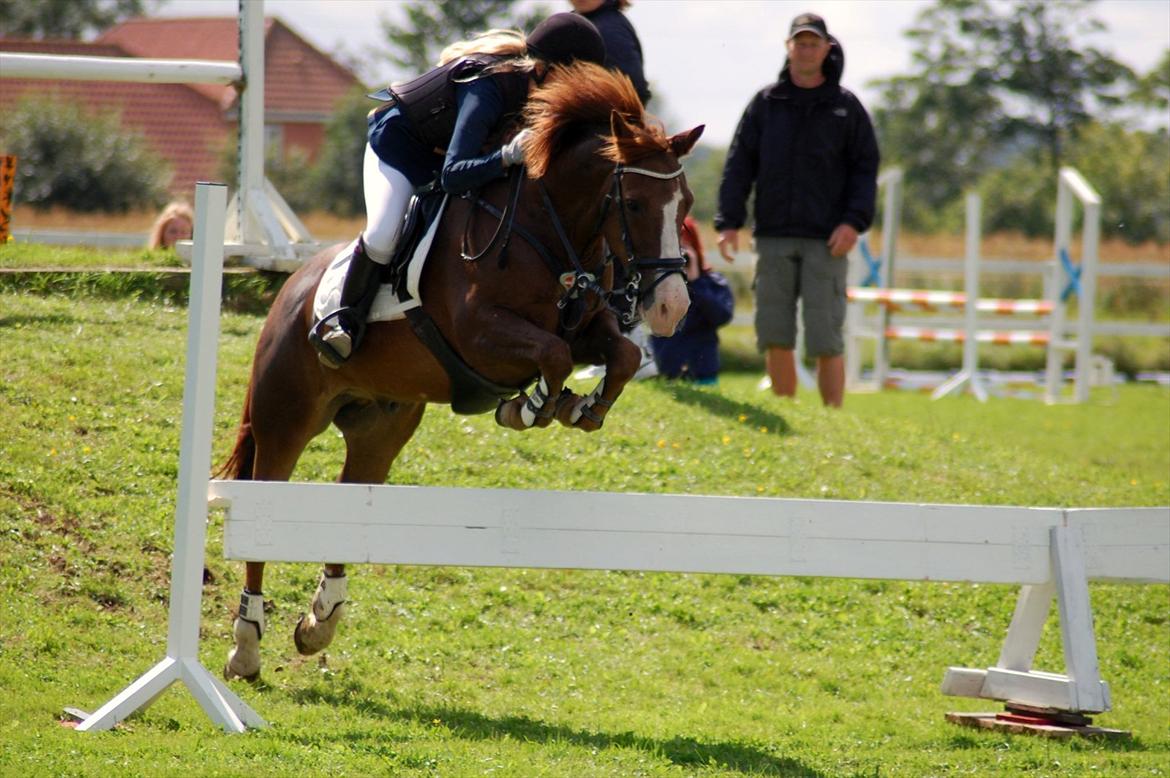 New Forest MISTY - Aulum Springderby 2011. billede 14