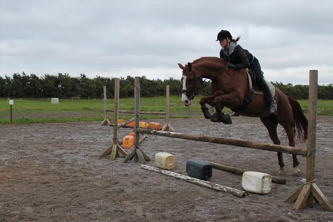 Hollandsk Varmblod Tessa - malene og tessa billede 10