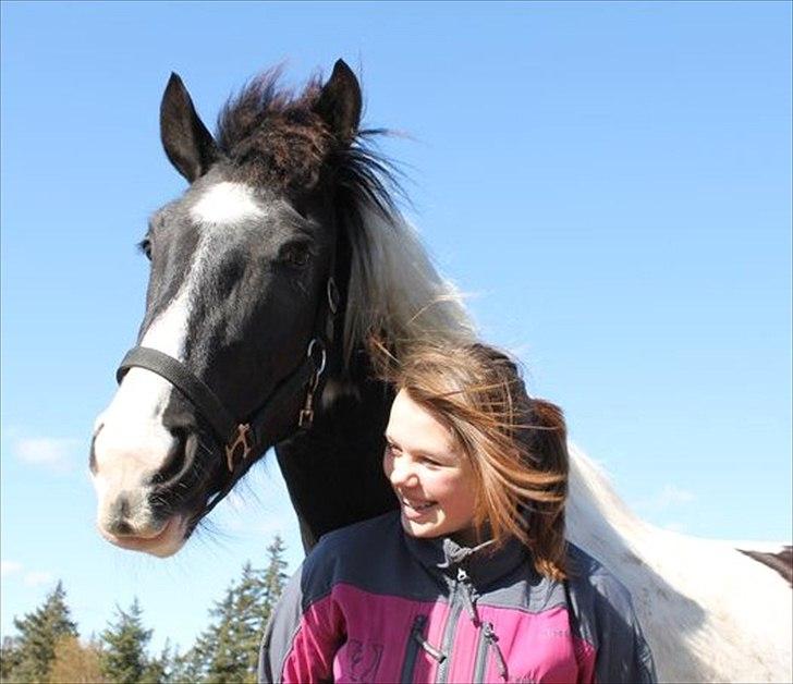 Anden særlig race Anastacia - Den dejlige hest!
 billede 2