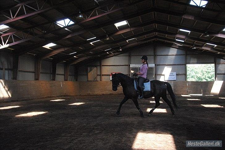 Hannoveraner Wivana R - Trav, genoptræning, d.  august 2011. Foto: Amanda billede 14