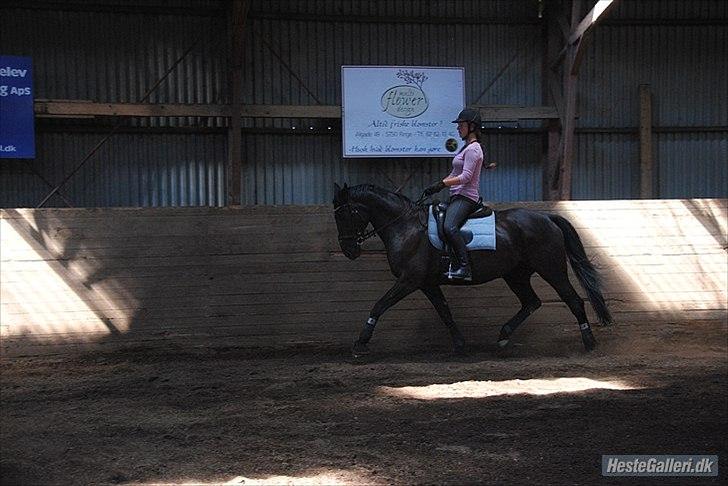 Hannoveraner Wivana R - Trav, genoptræning, d.  august 2011. Foto: Amanda billede 15