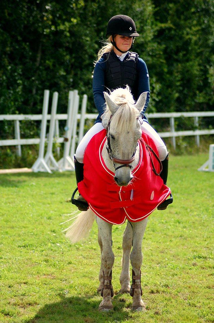 Anden særlig race BOBBY - Vinder Aulum springderby 2011. billede 19