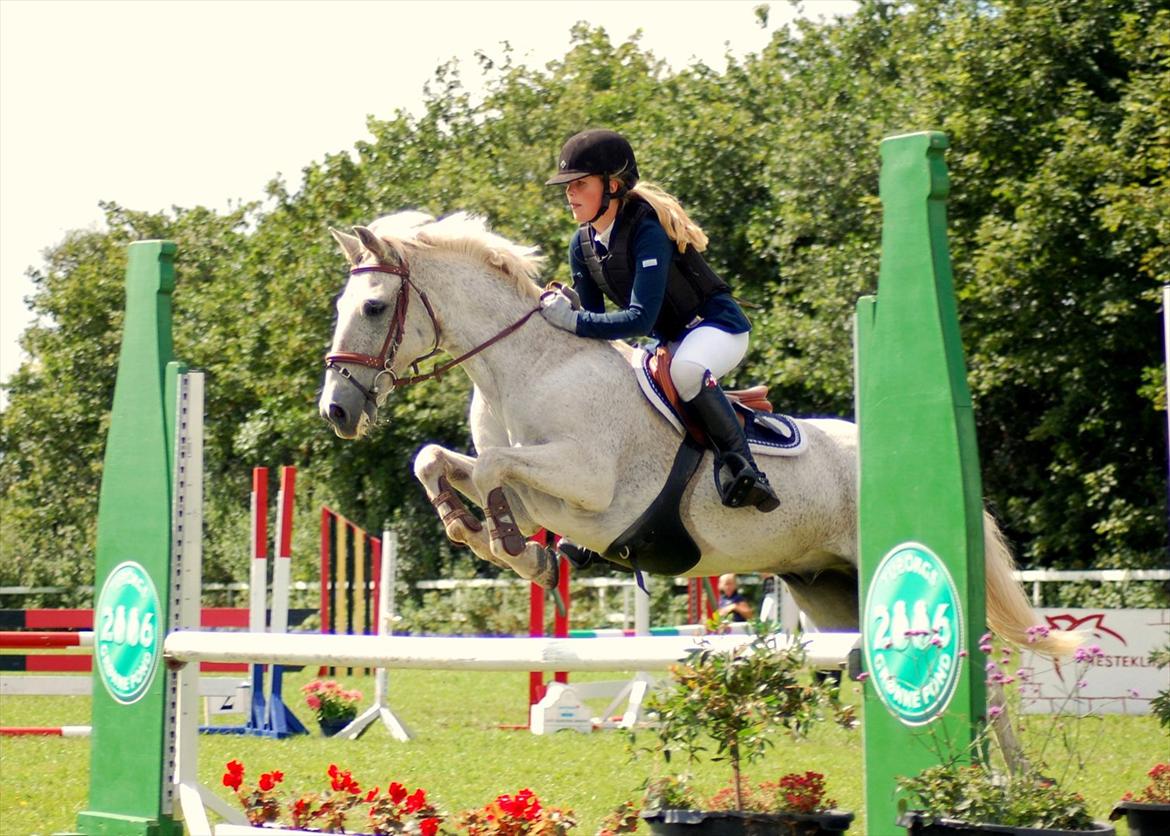Anden særlig race BOBBY - Aulum springderby 2011. billede 20