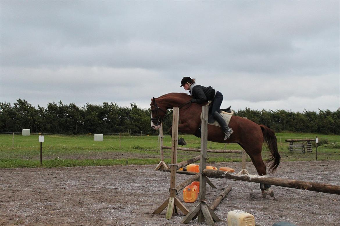 Hollandsk Varmblod Tessa - malene og tessa springer(=
 billede 8