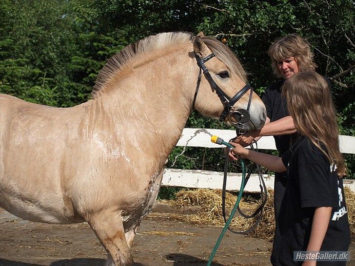 Fjordhest Maltus! * SOLGT* <3 billede 18