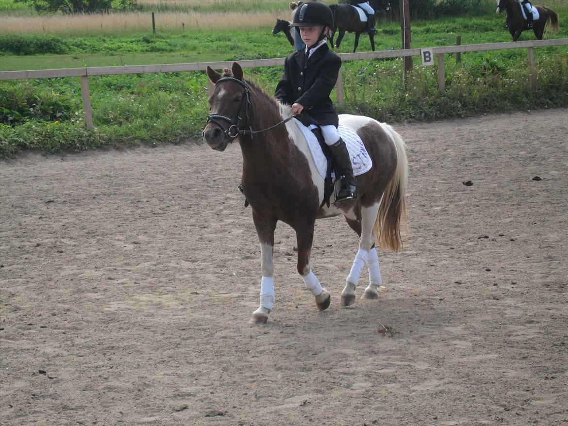 Anden særlig race Bell  (Solgt) - Søde, smukke og dygtige Bell billede 9