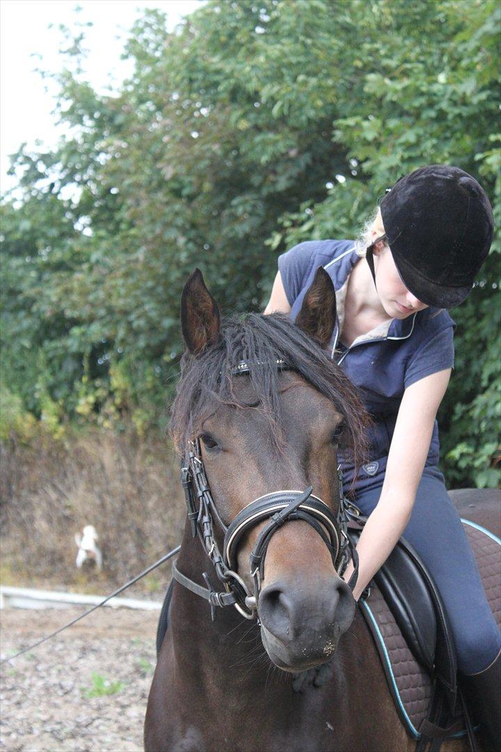 New Forest *Lillevang Carlos* - 3 års billede 5