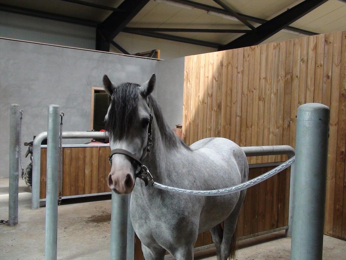 Welsh Pony (sec B) Bjerregårds Ivanhoe - 3 år, på staldgangen billede 10