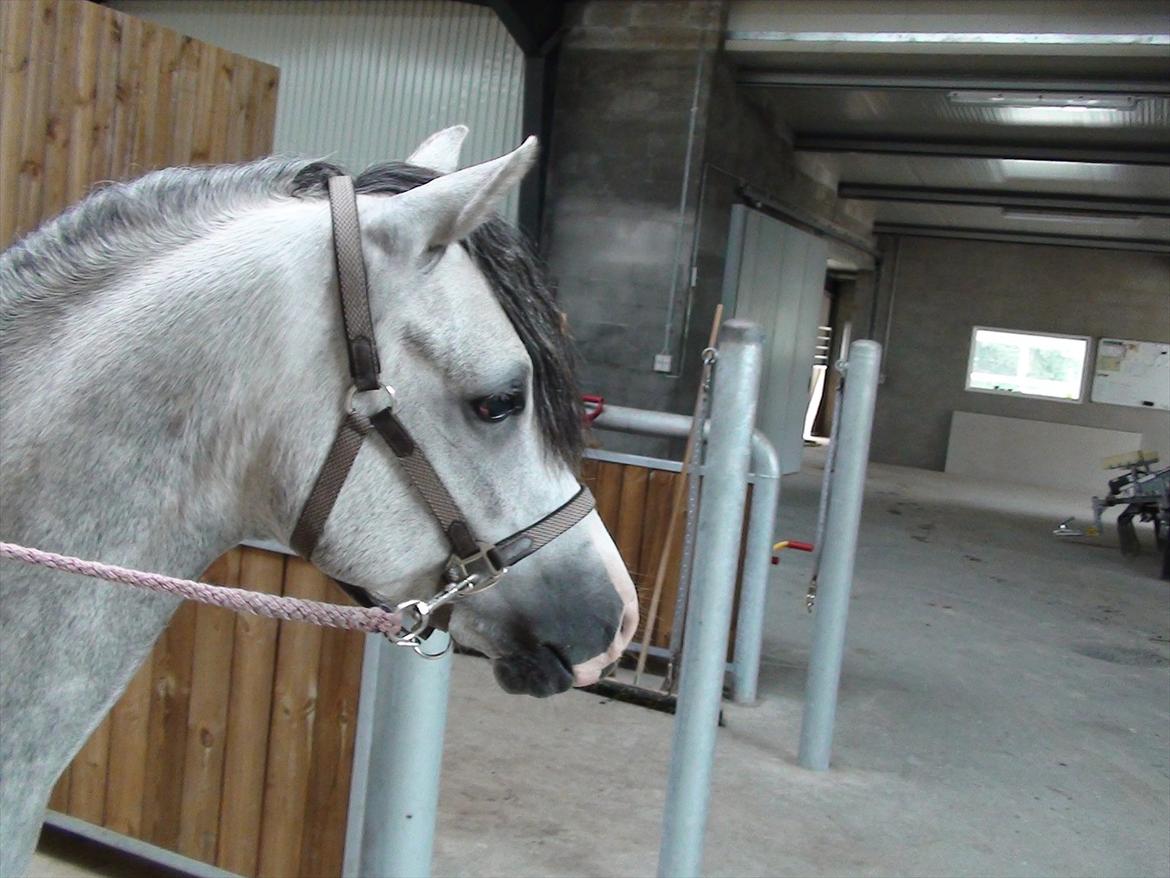 Welsh Pony (sec B) Bjerregårds Ivanhoe billede 2