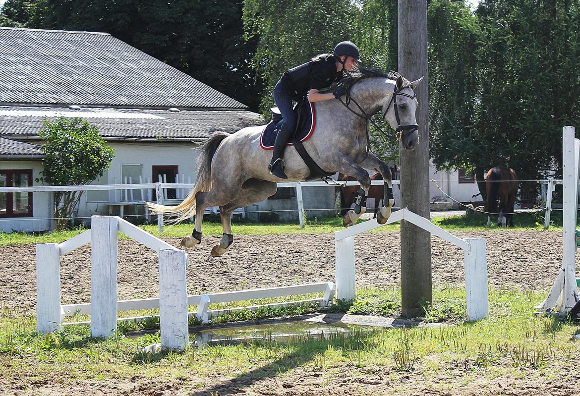 Trakehner Ferrari - Min elskede Raii over stor vand for første gang og han sprang i første førsøg <3 Stjerne Hest :'D billede 2