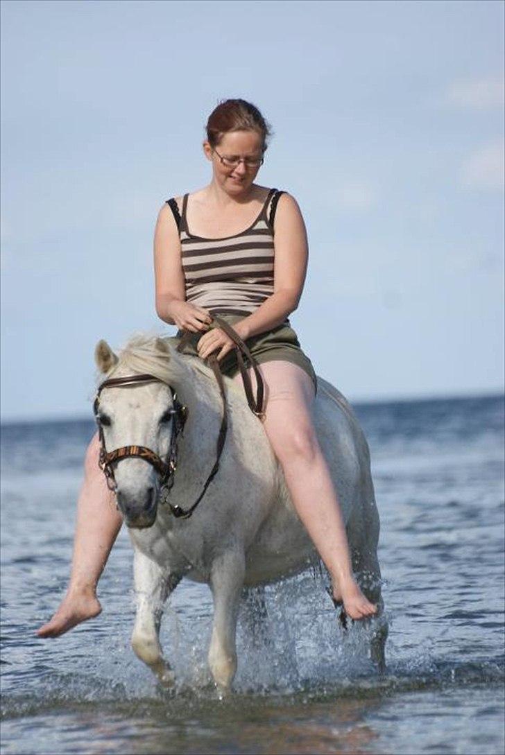 Anden særlig race Merrylegs - på stranden en tur. Jeg er lidt stor til ham men til lidt hygge badning går det fint an billede 3