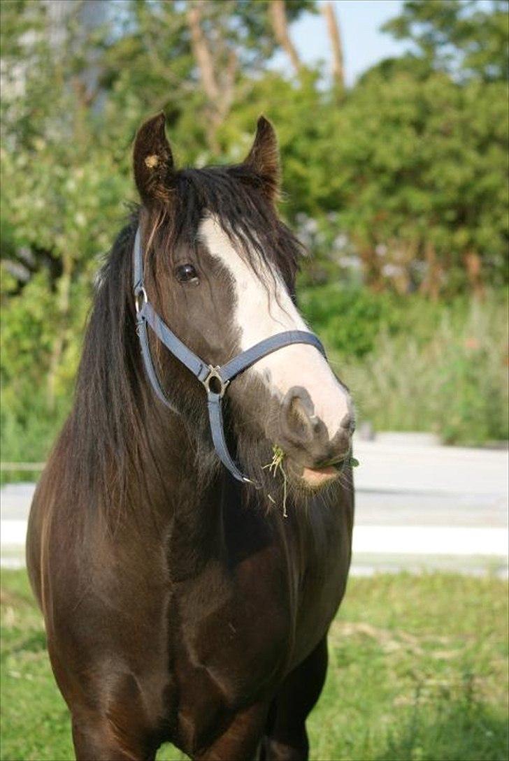 Irish Cob Kloster's Maxi - *vikarhesten* billede 2