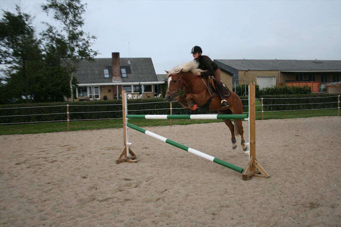 Haflinger Katarina *bronze vinder ved haflinger DM 2016* - Første MB til træning (110cm) :D billede 8