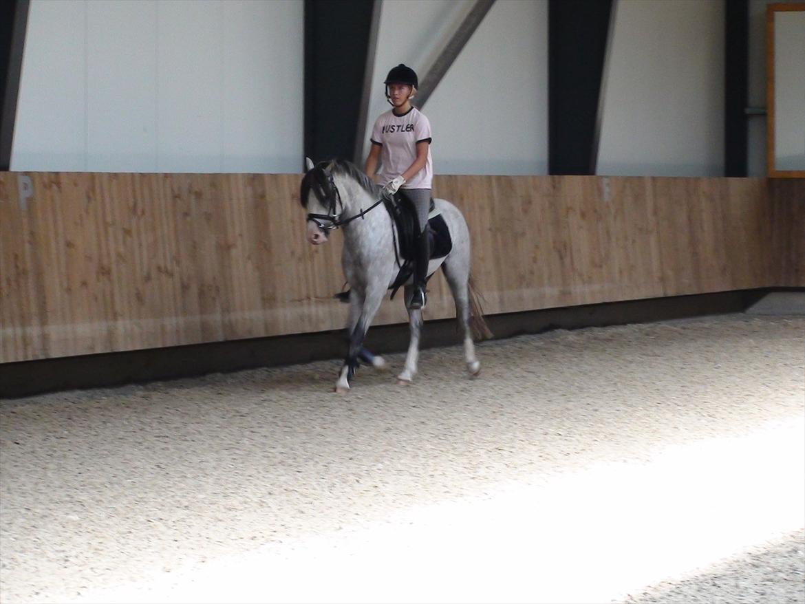 Welsh Pony (sec B) Bjerregårds Ivanhoe billede 3