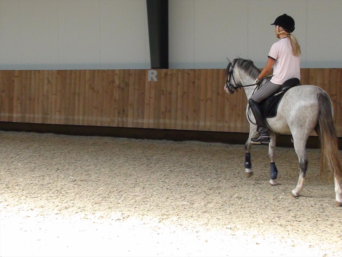 Welsh Pony (sec B) Bjerregårds Ivanhoe billede 9